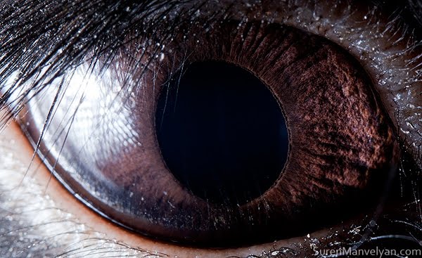 Beautiful Photos of Animal Eyes by Suren Manvelyan